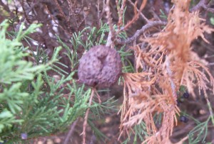 Winter gall of Cedar-apple rust.